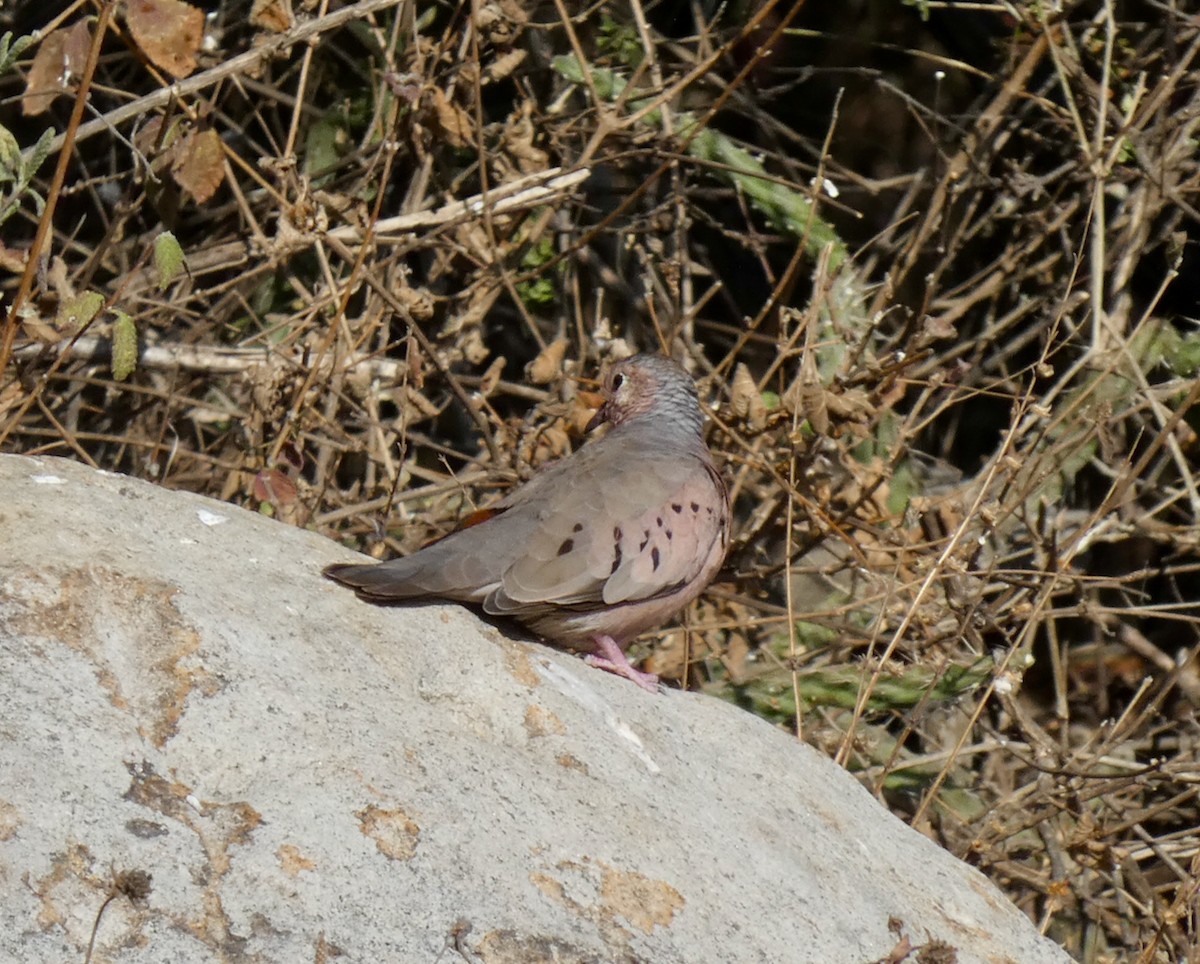 Colombe à queue noire - ML300551221