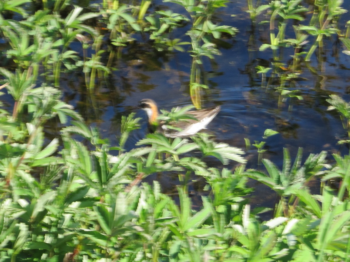 Red-necked Phalarope - ML300552521