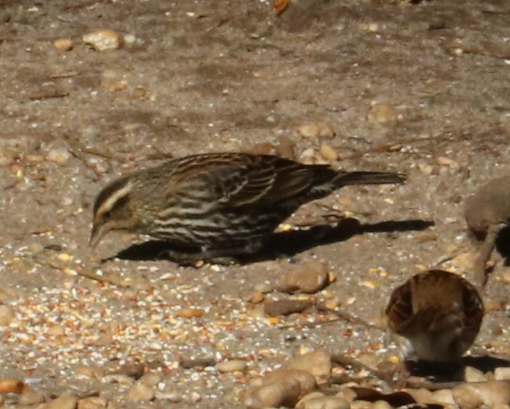 Red-winged Blackbird - ML300553261