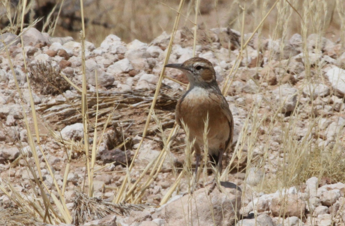 sylklolerke (albofasciata gr.) - ML300553741