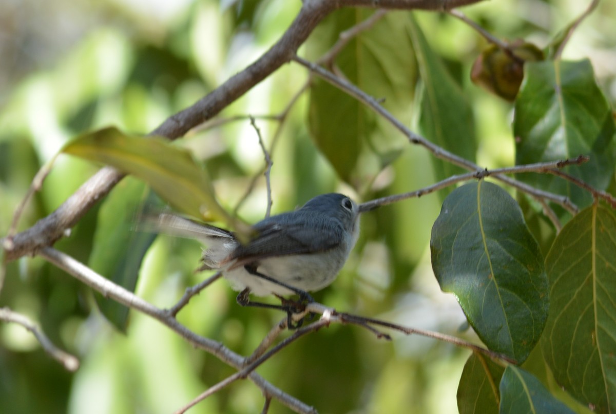 Blue-gray Gnatcatcher - ML30055501