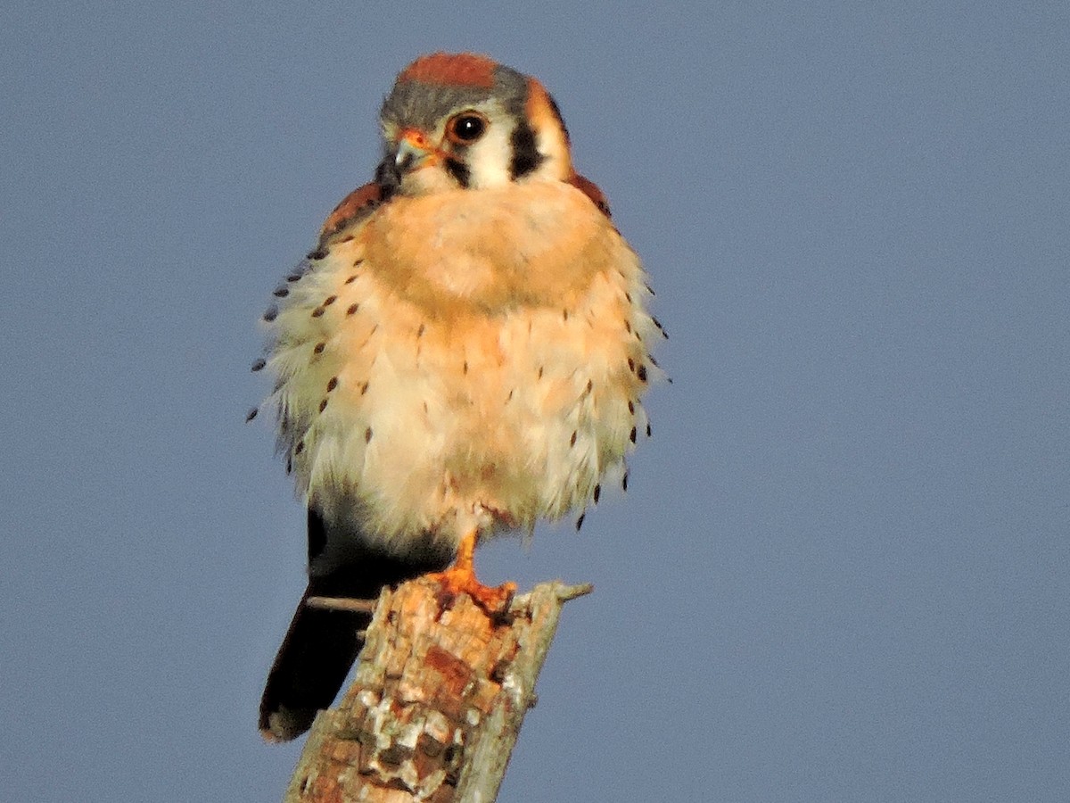 American Kestrel - Bill Lee