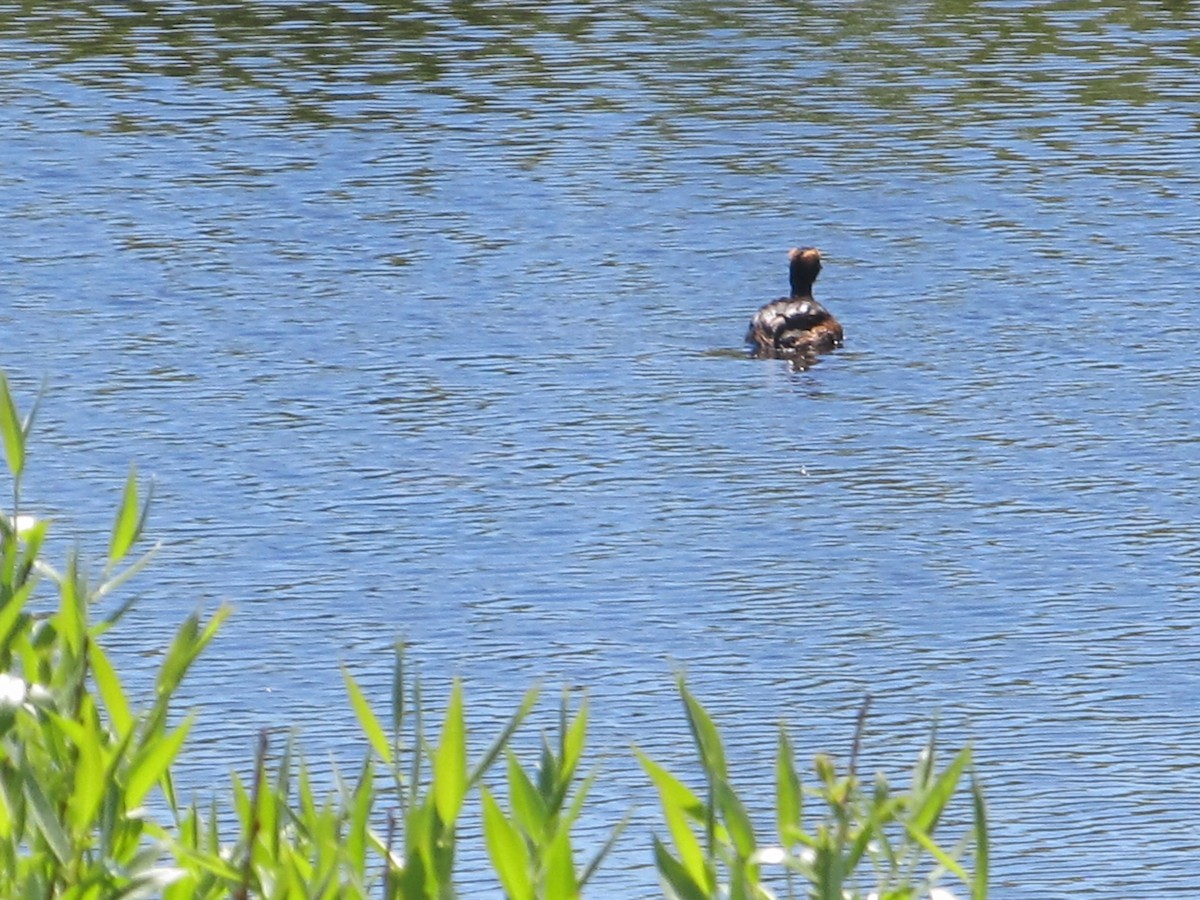 Horned Grebe - Janet Washbon