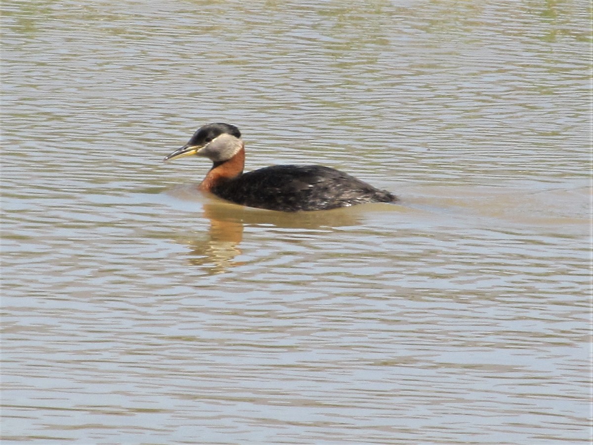 Red-necked Grebe - ML300558811