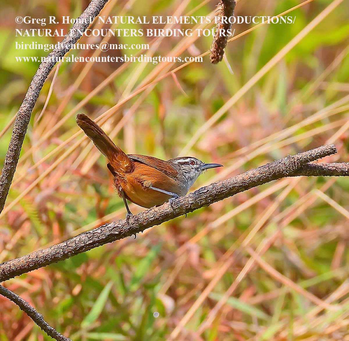 Cabanis's Wren - ML30055911