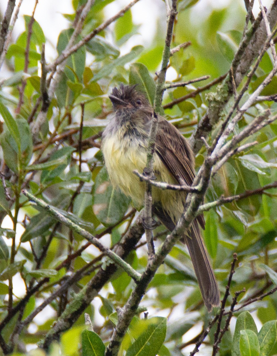 Short-crested Flycatcher - ML300559141