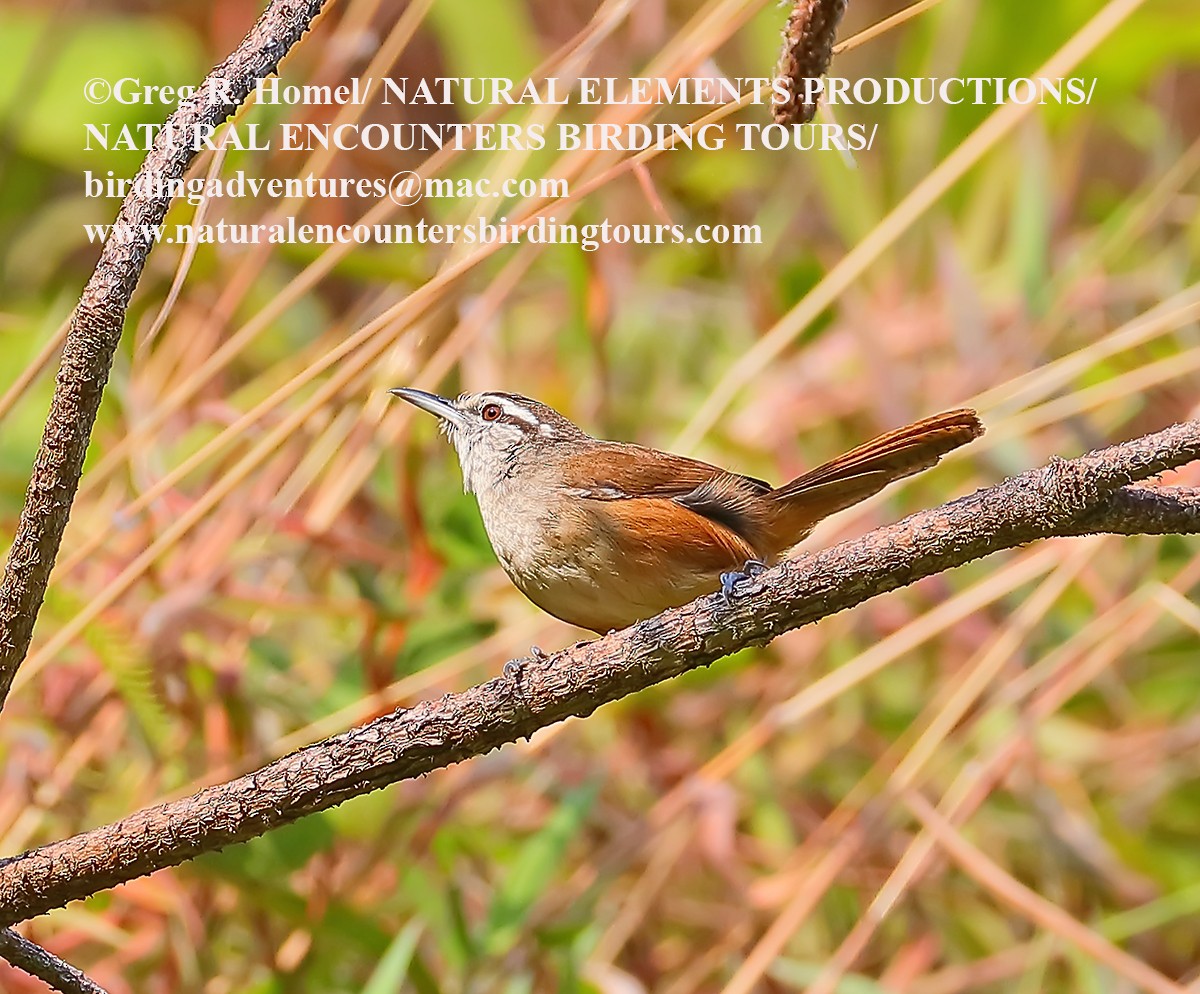 Cabanis's Wren - ML30055931