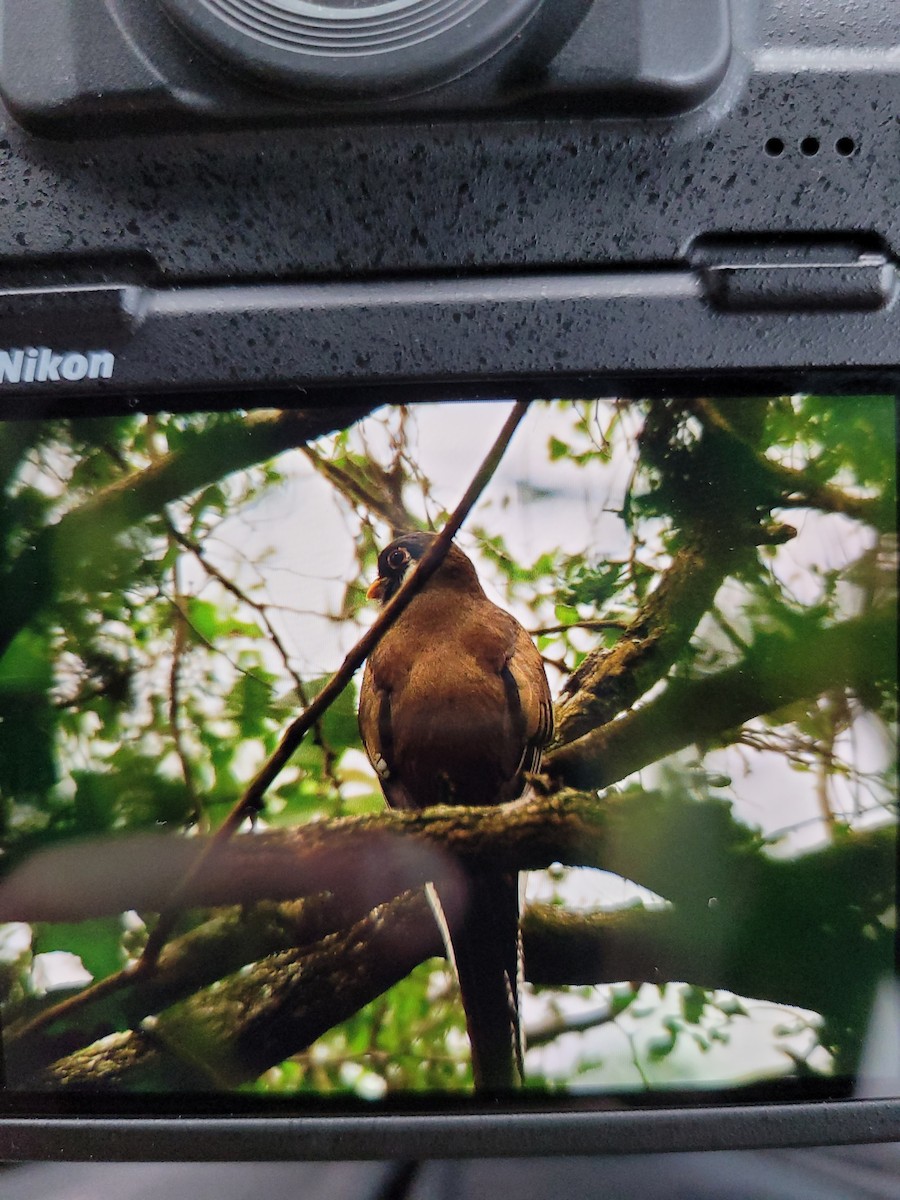 Coppery-tailed Trogon - ML300563101