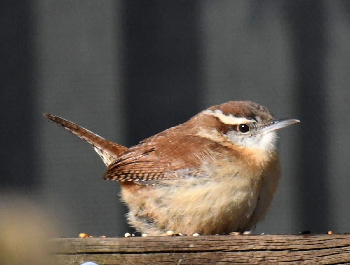 Carolina Wren - ML300564961