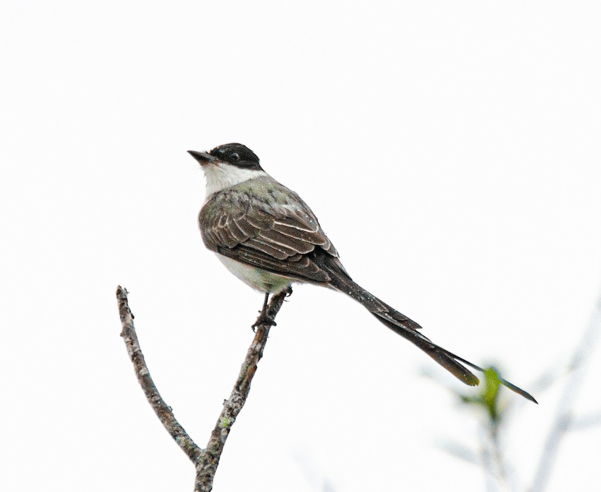 Fork-tailed Flycatcher - ML300564991