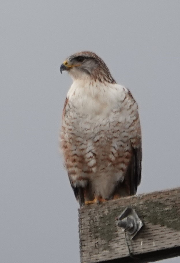 Ferruginous Hawk - ML300568261