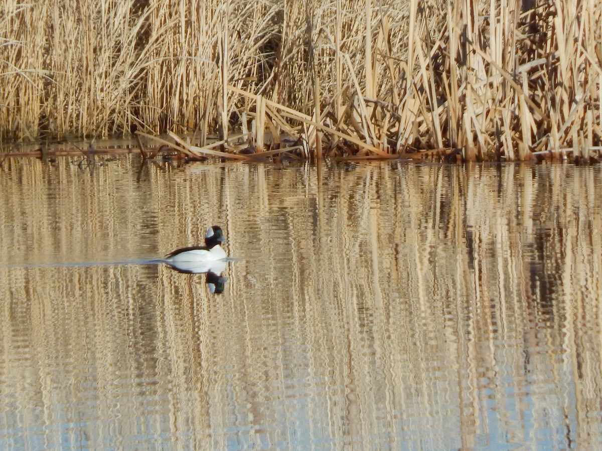 Bufflehead - Robin Haight