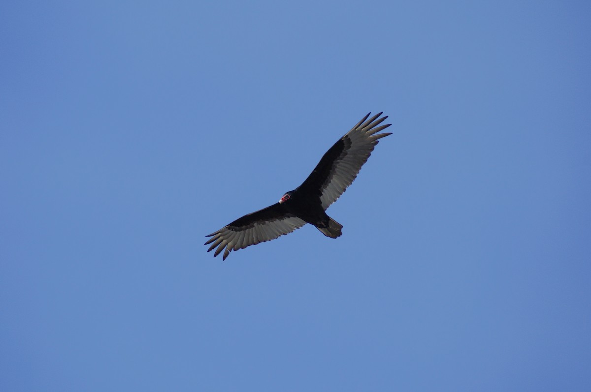 Turkey Vulture - David Turgeon