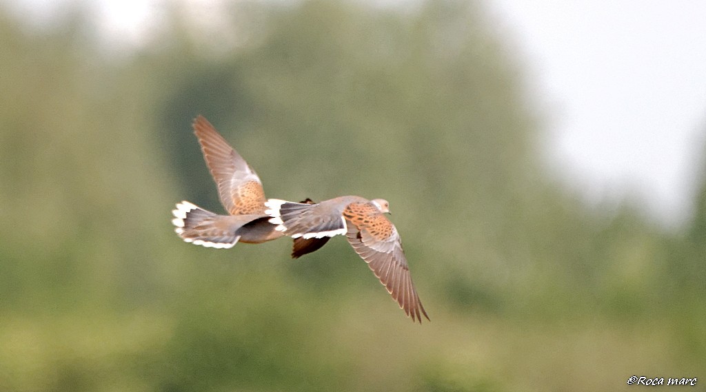 European Turtle-Dove - Marc Roca
