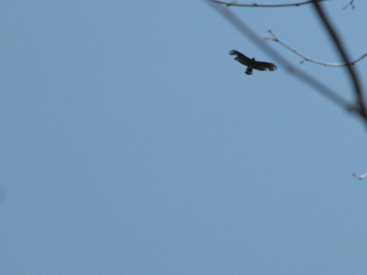 Zone-tailed Hawk - juventino chavez