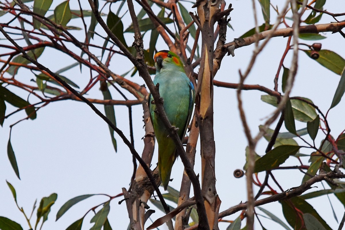 Purple-crowned Lorikeet - ML30057161