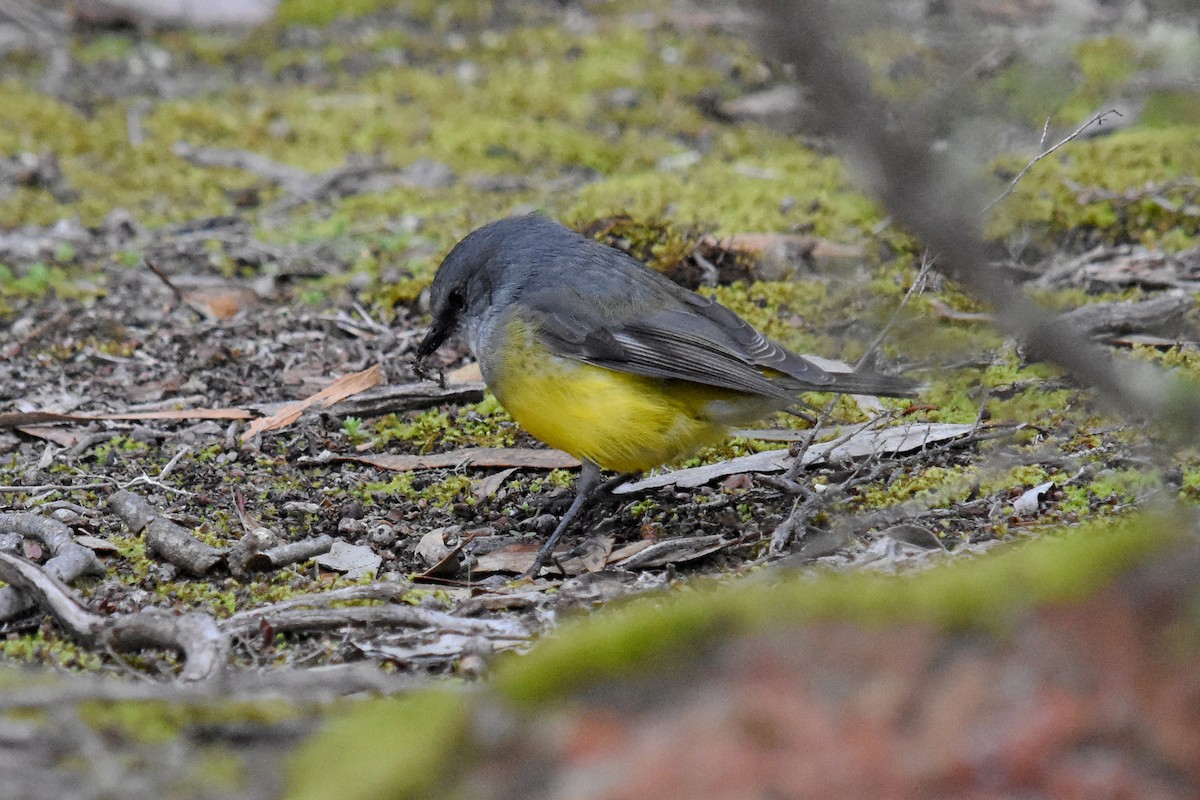 Western Yellow Robin - ML30057181