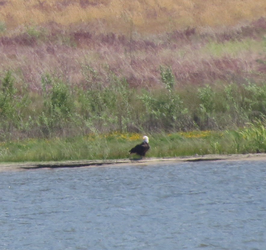 Bald Eagle - Diane Etchison