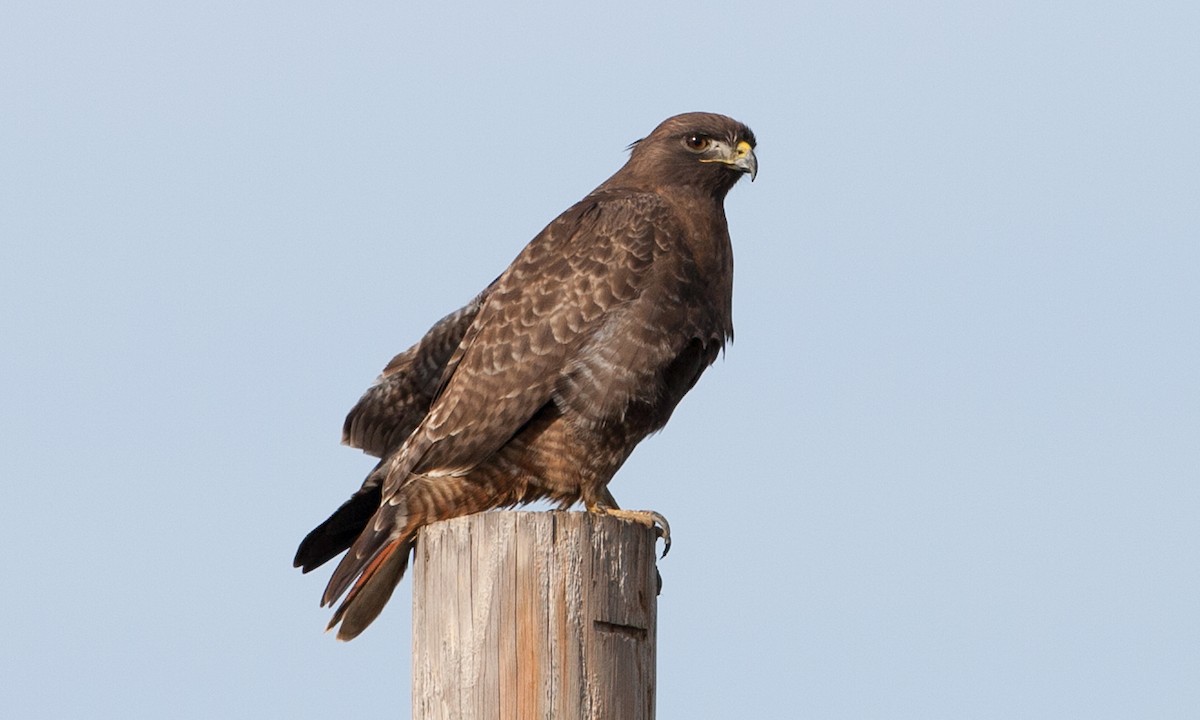 Red-tailed Hawk (calurus/alascensis) - Brian Sullivan