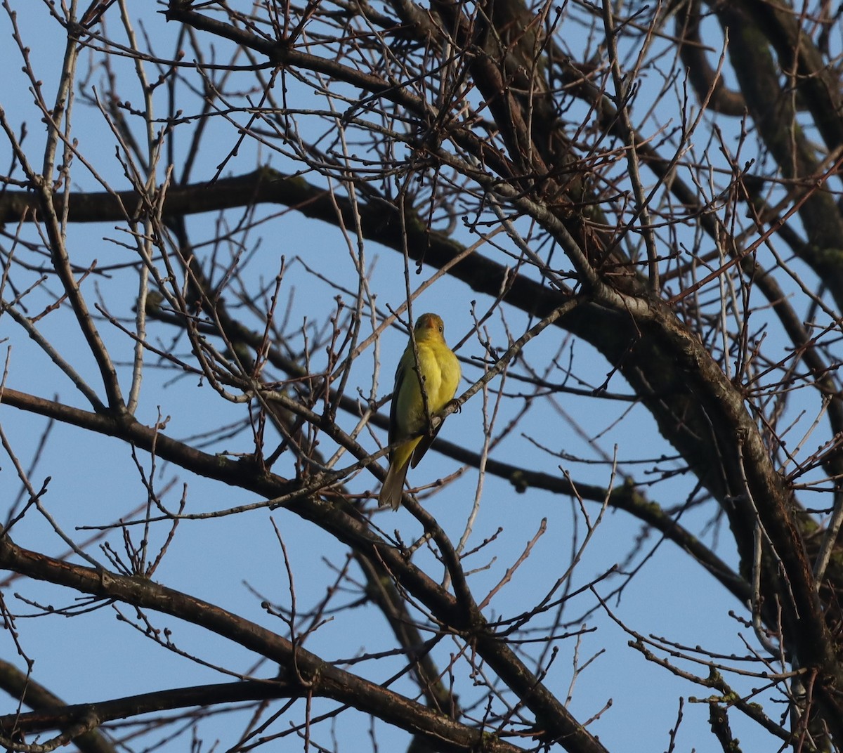 Western Tanager - ML300575181