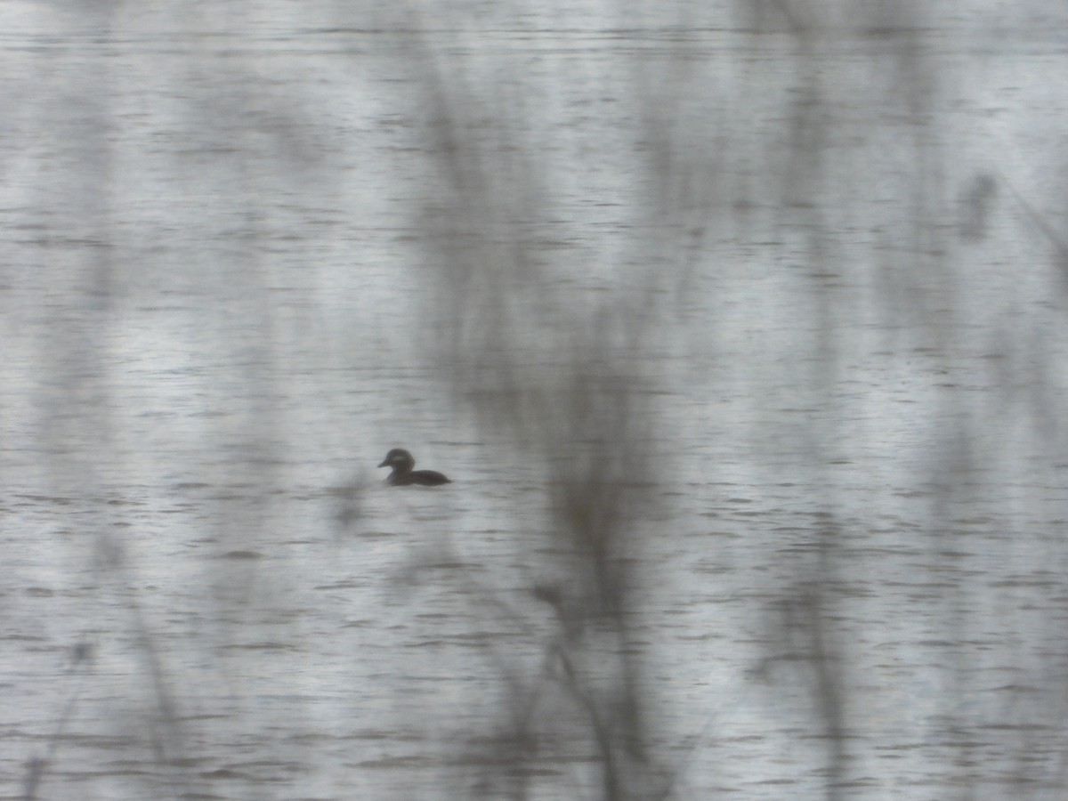 Bufflehead - Bill Holland