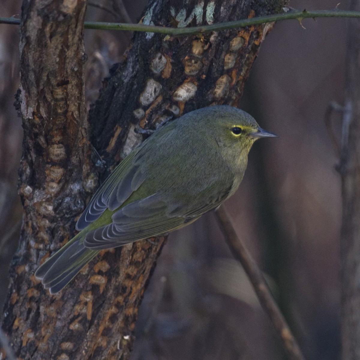 Orange-crowned Warbler - ML300576731