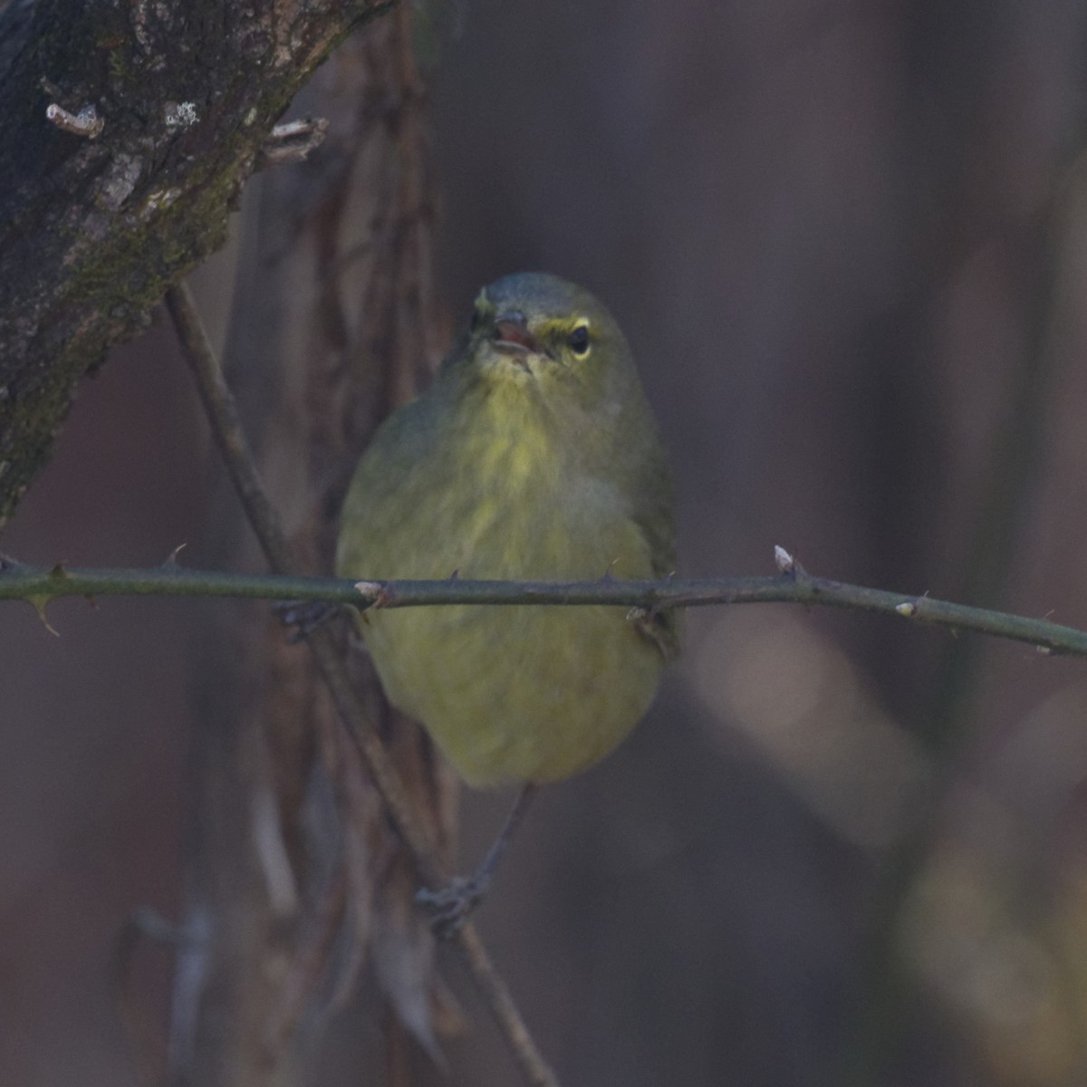 Orange-crowned Warbler - ML300577101