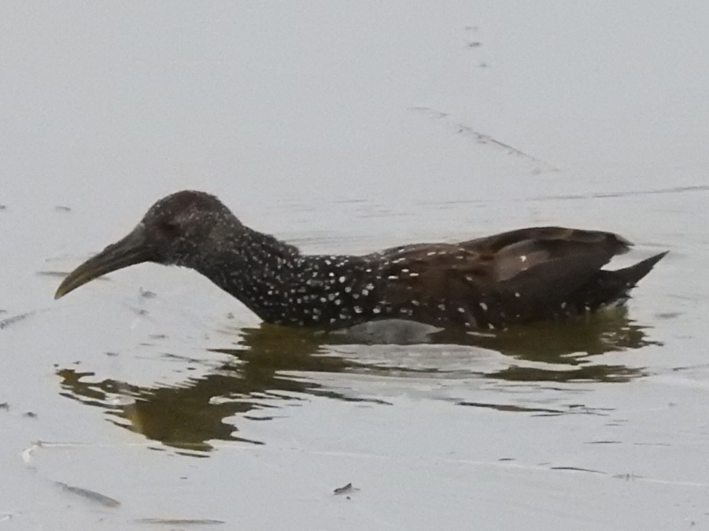 Spotted Rail - ML300577291