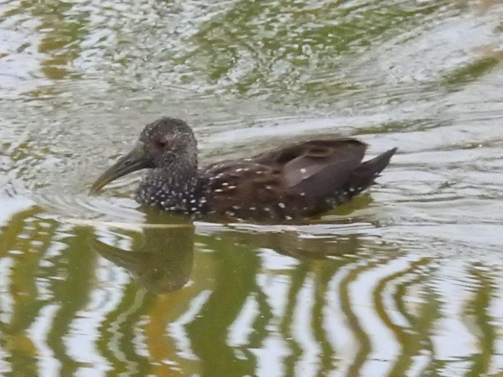Spotted Rail - ML300577311