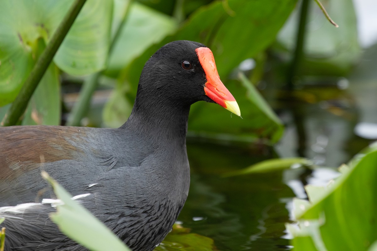 Common Gallinule - ML300577341