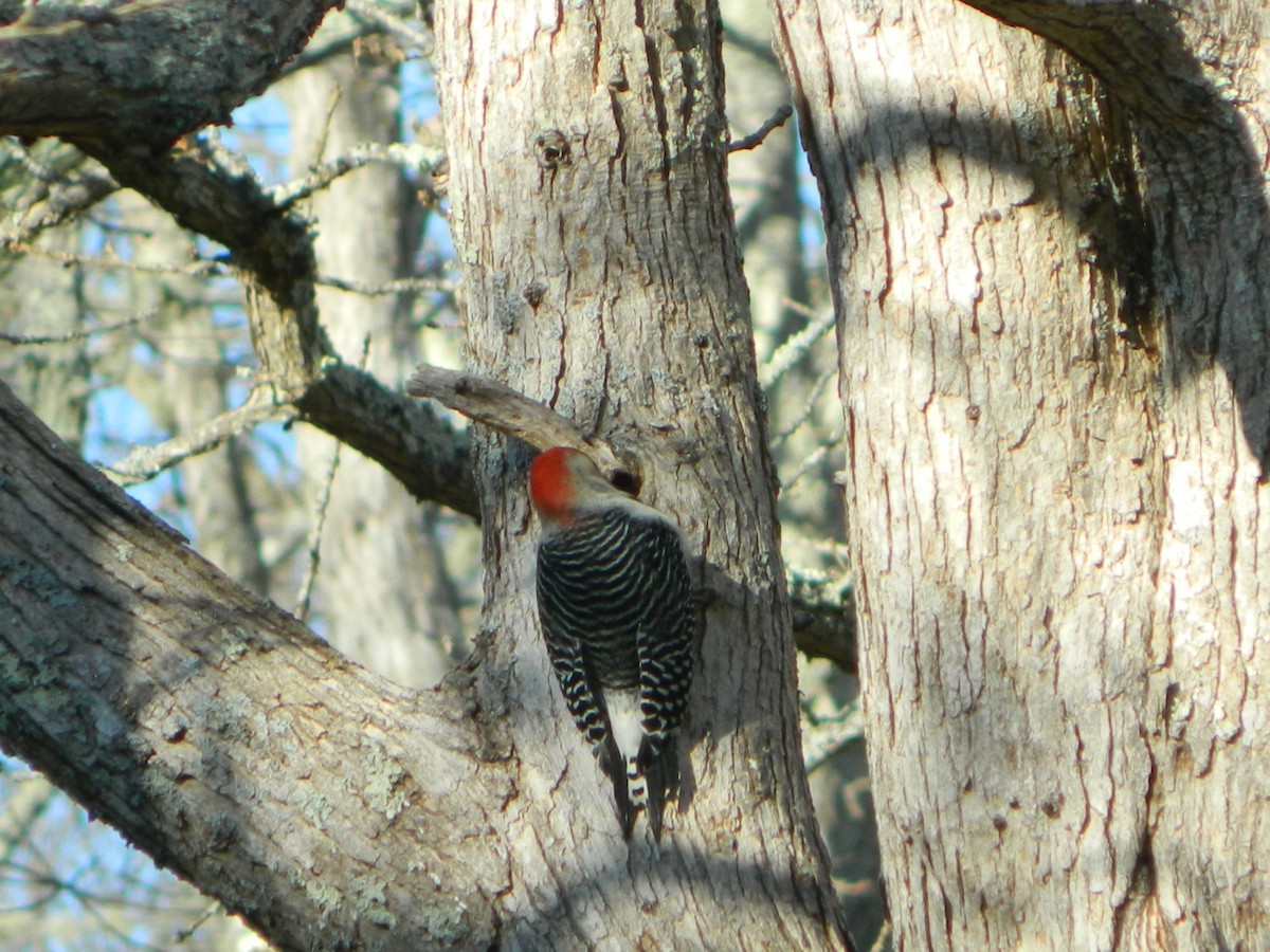 Red-bellied Woodpecker - Thaw Malin