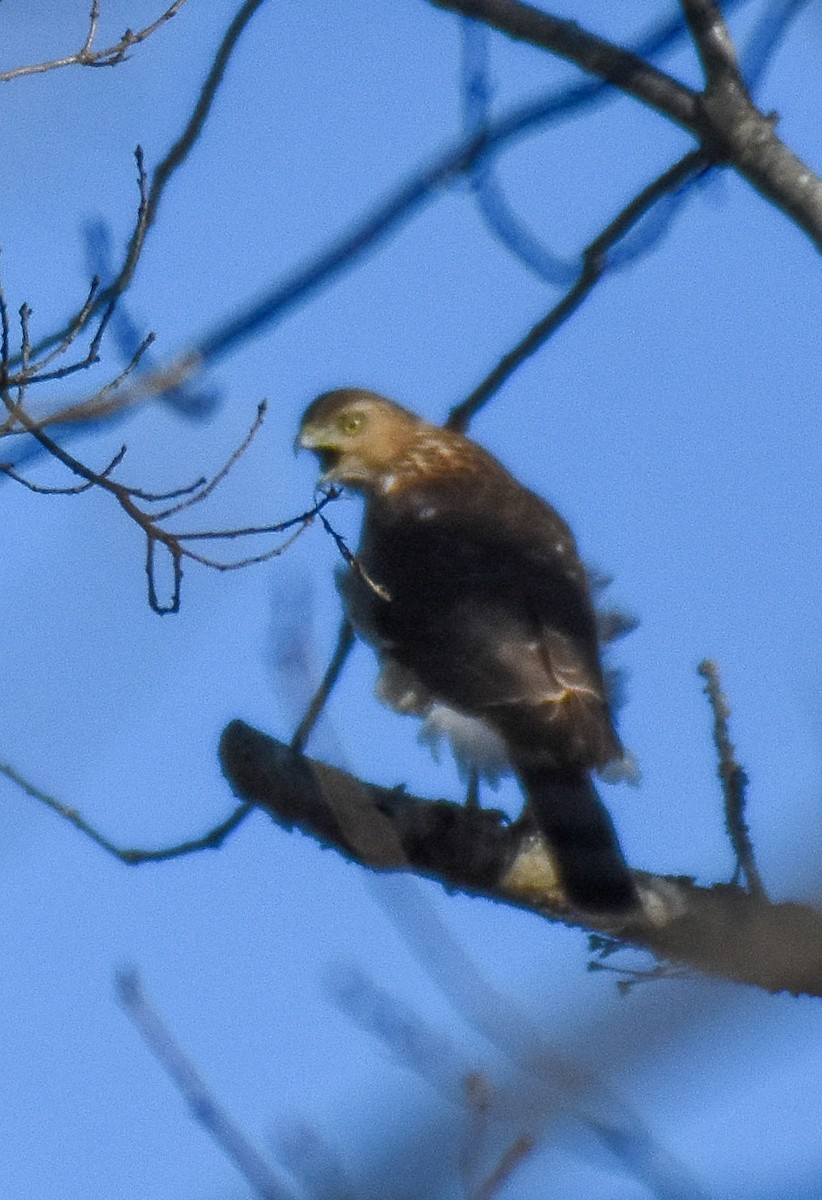 Cooper's Hawk - ML300578671