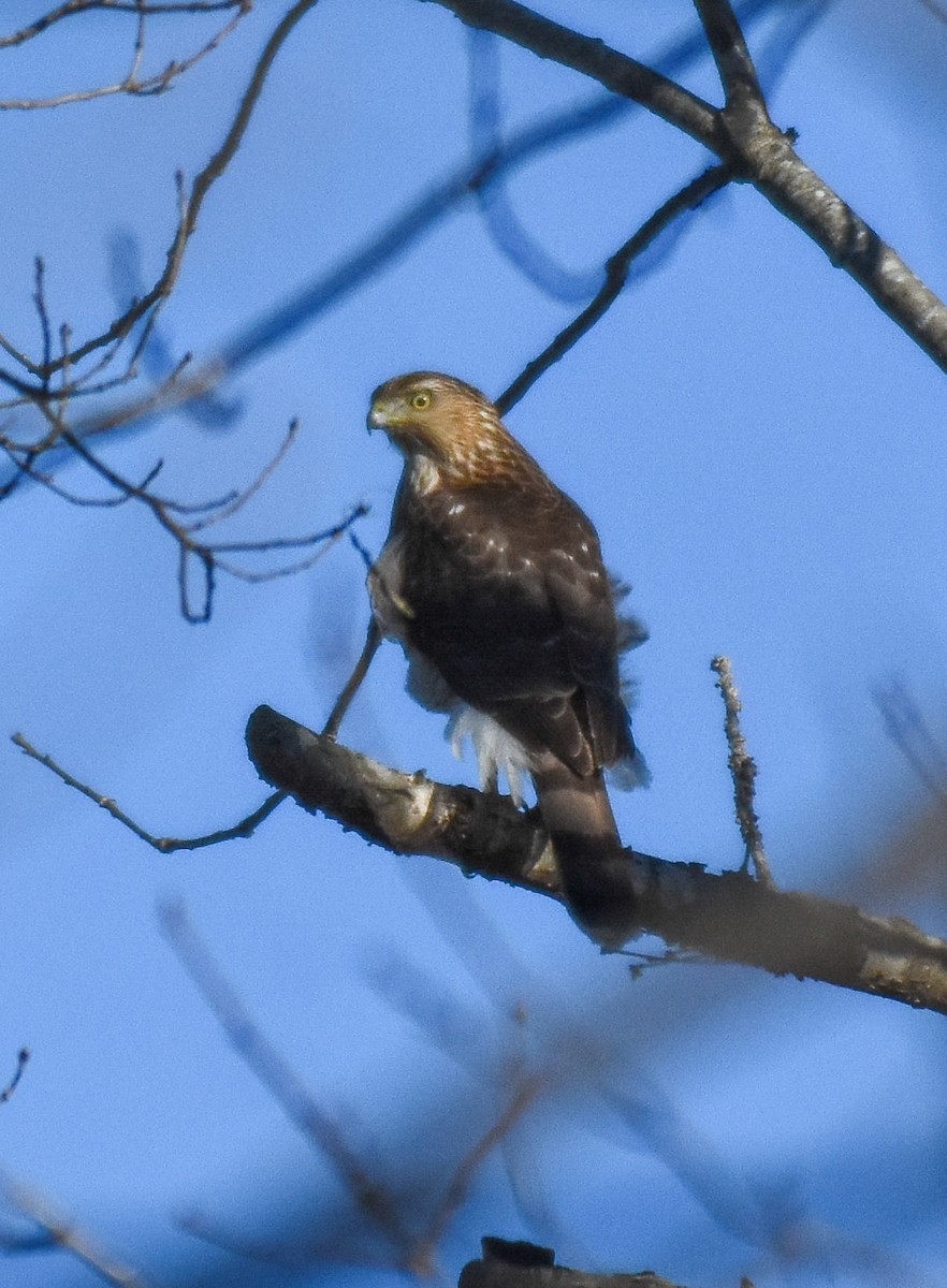 Cooper's Hawk - ML300578681