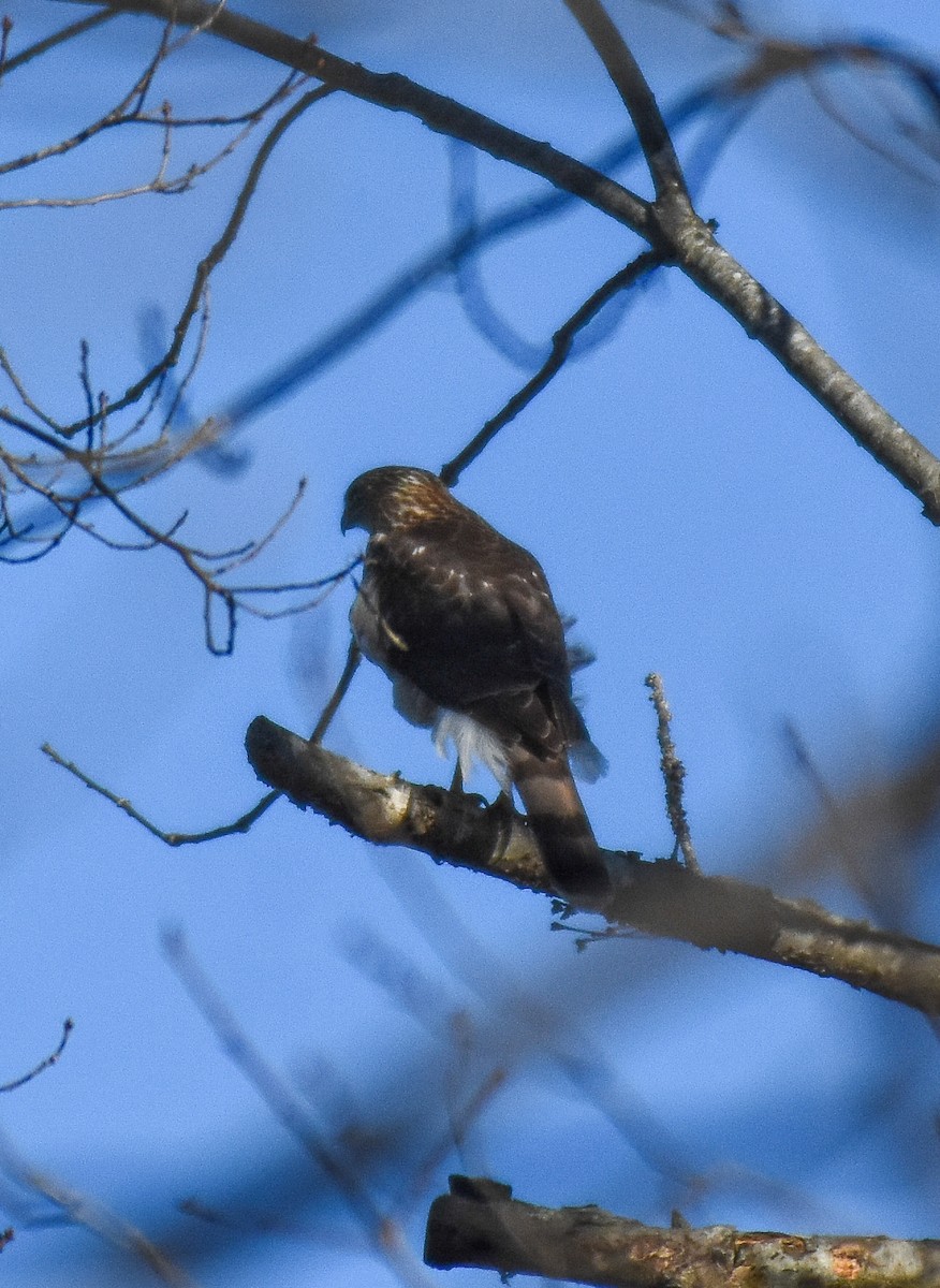 Cooper's Hawk - Patty Masten