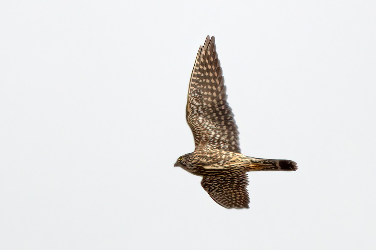 Merlin - ML300579271