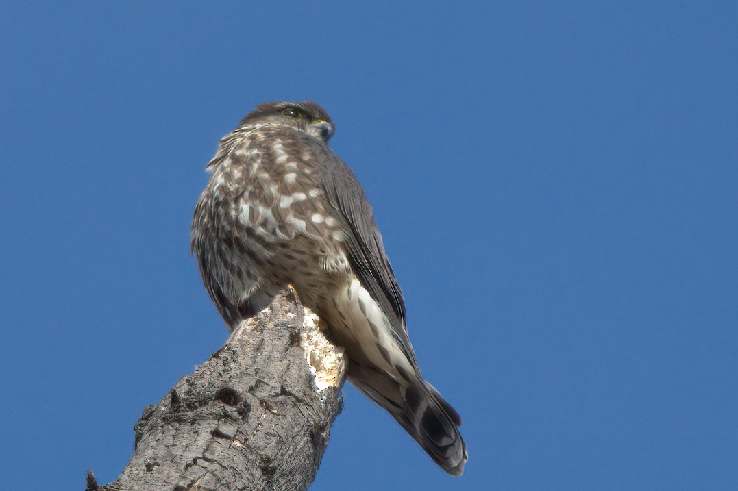 Merlin - ML300579281
