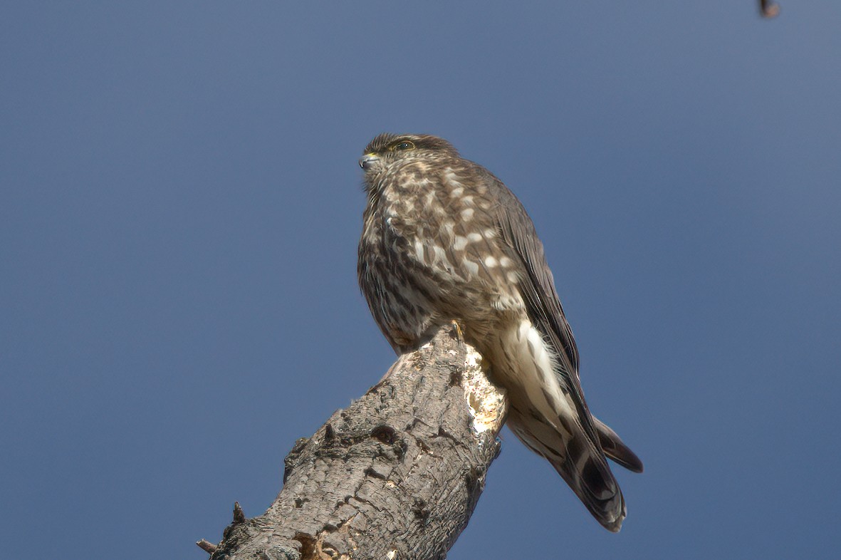 Merlin - ML300579291