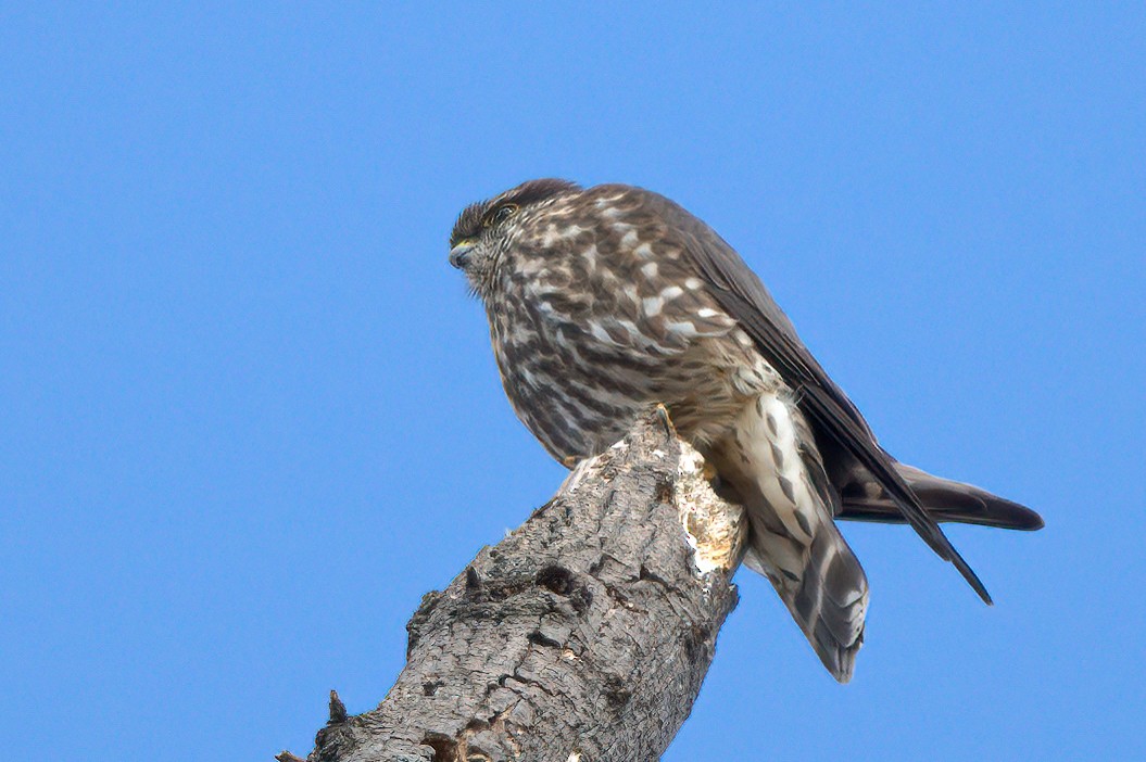 Merlin - ML300579301