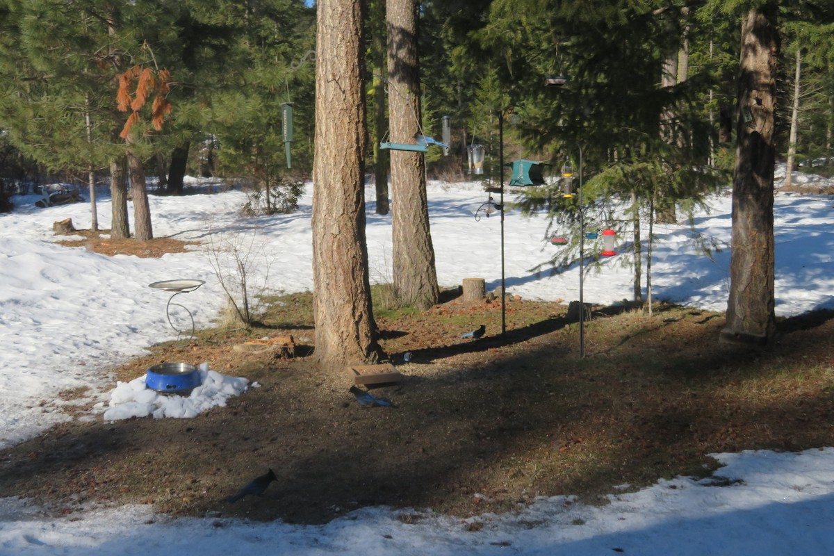 Steller's Jay - ML300580541