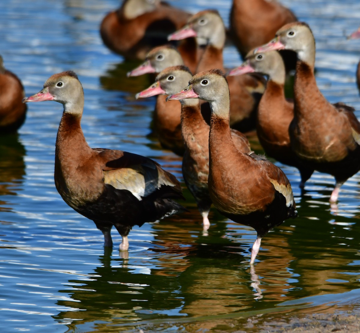 Black-bellied Whistling-Duck - ML300581991