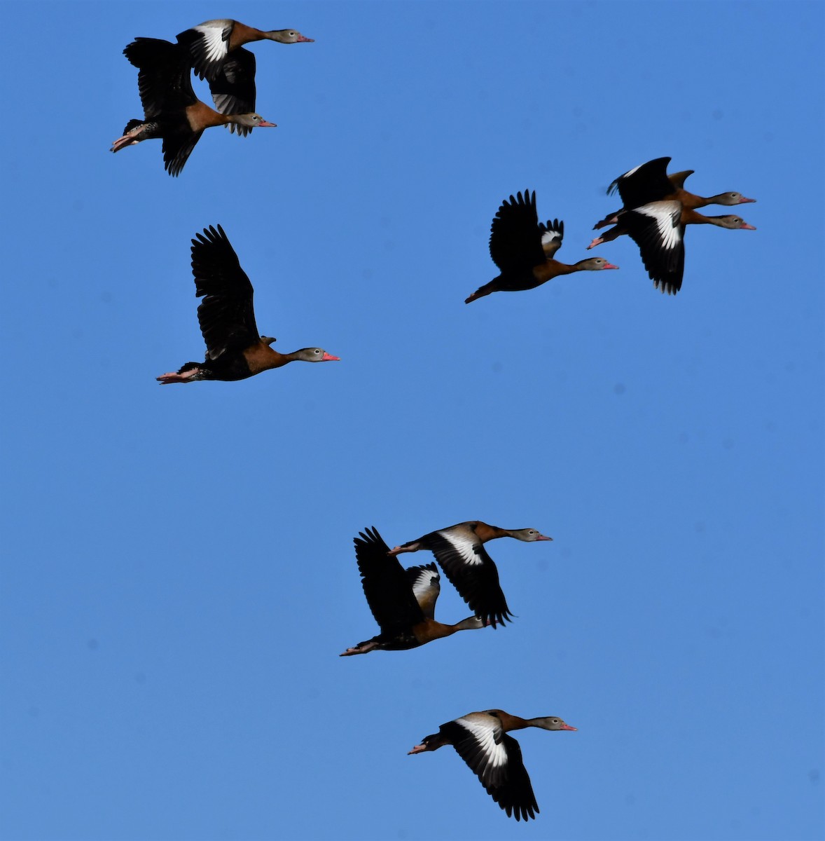 Black-bellied Whistling-Duck - ML300582011