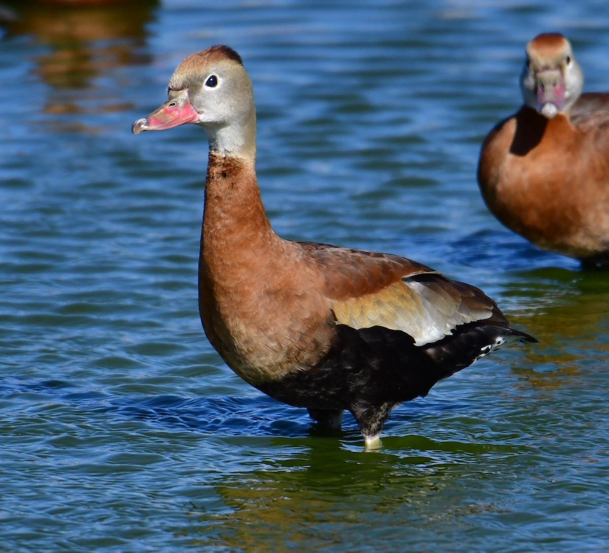 Black-bellied Whistling-Duck - ML300582021