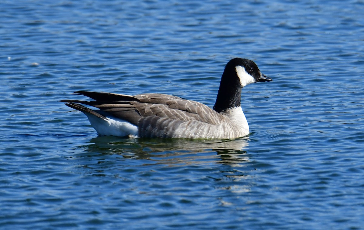 Cackling Goose - Grant Beauprez