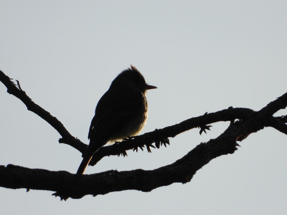 Greater Pewee - ML300584131