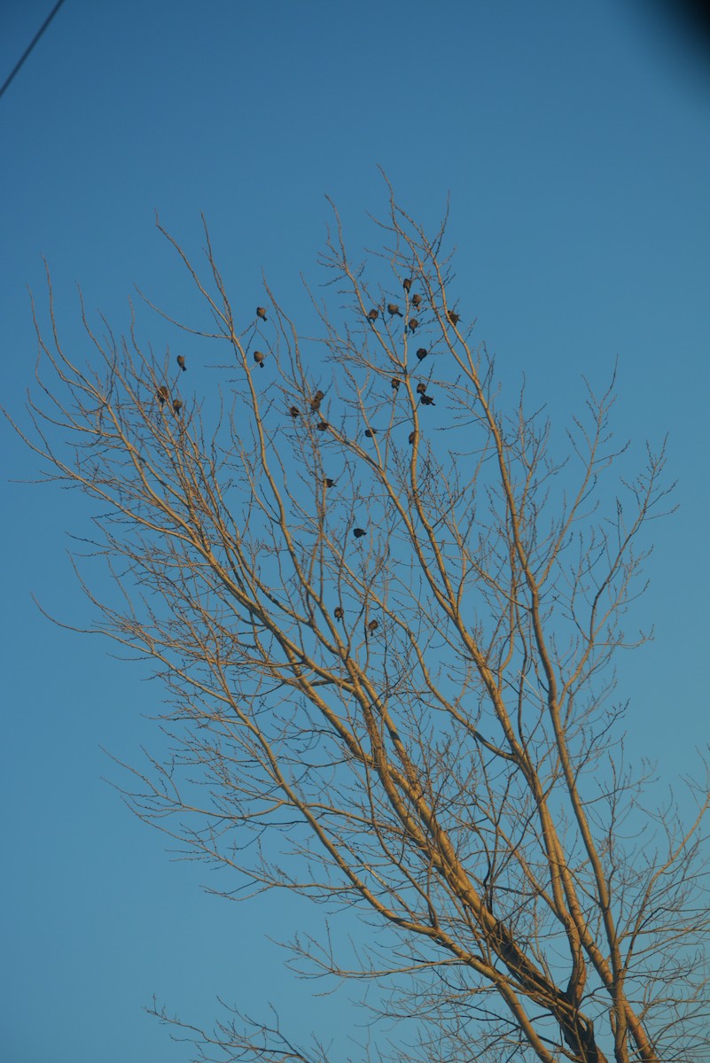 Red-winged Blackbird - ML300584551