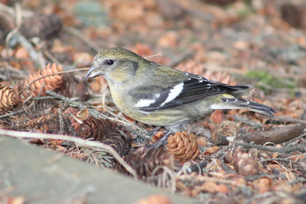 White-winged Crossbill - ML300585291