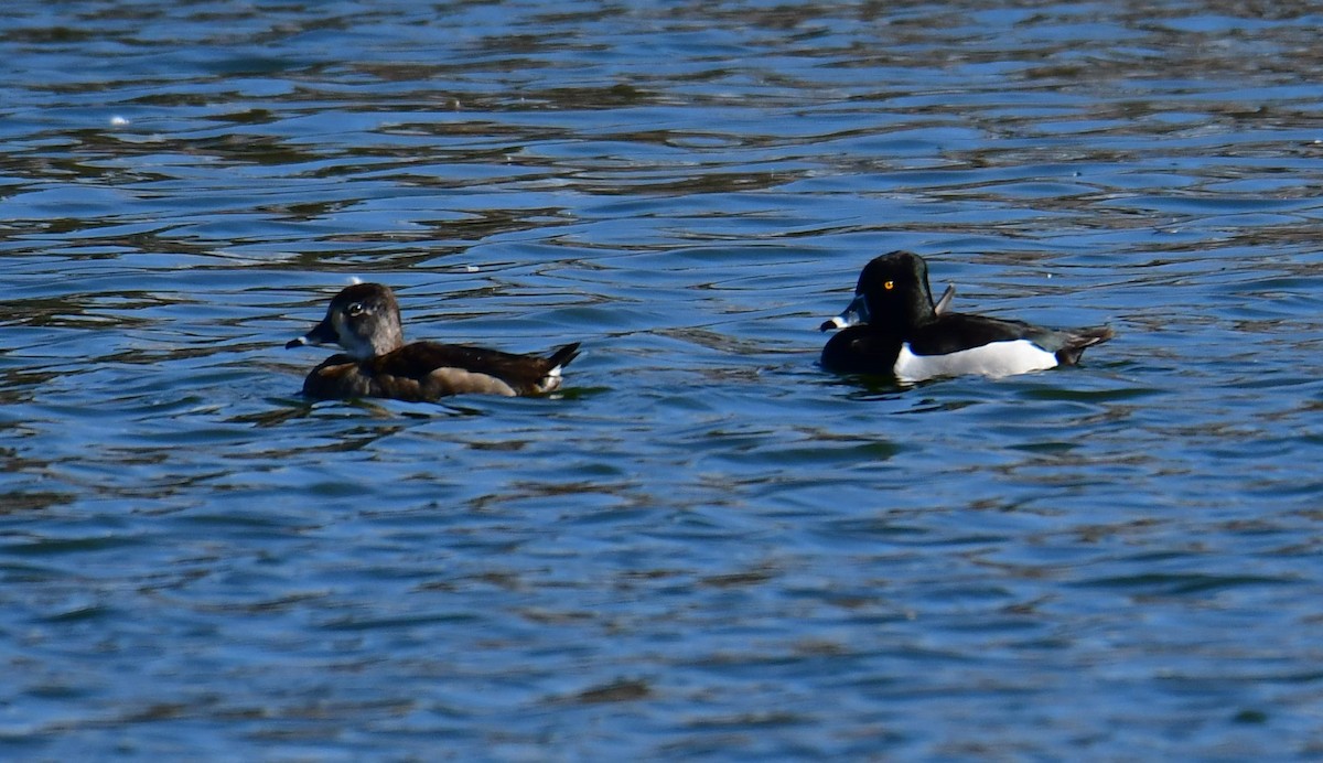 Ring-necked Duck - ML300586991