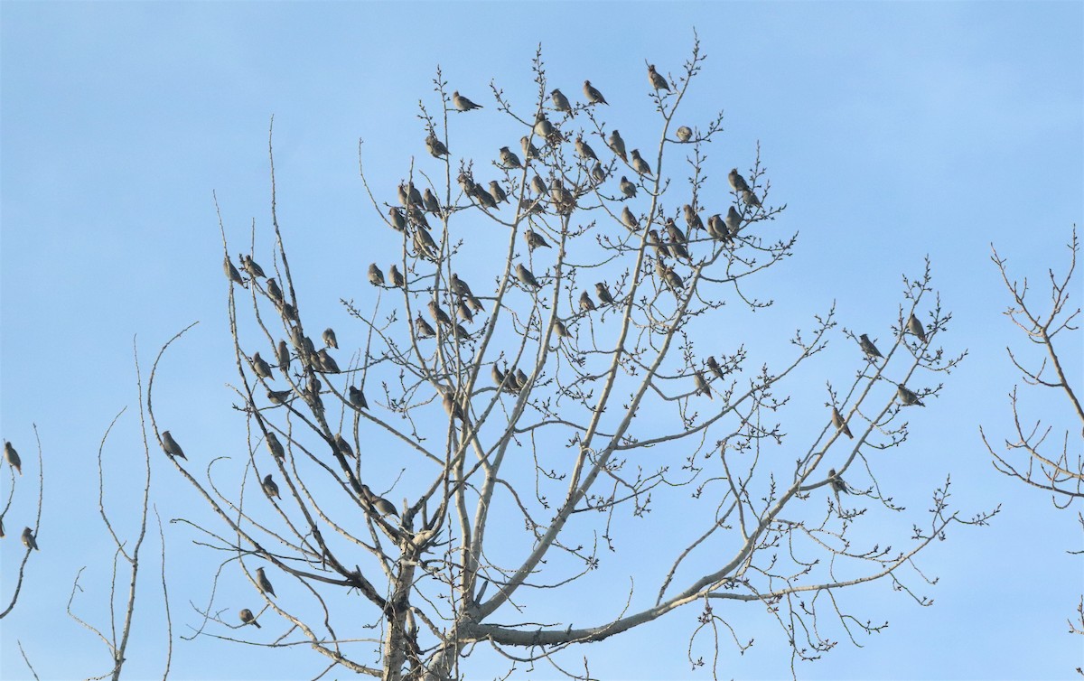 Bohemian Waxwing - ML300588091