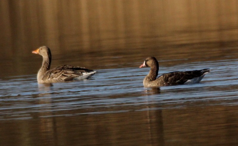 Greater White-fronted Goose - ML300588291