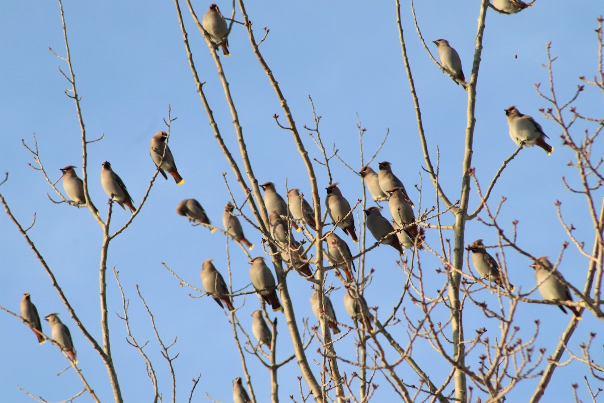 Bohemian Waxwing - ML300588371